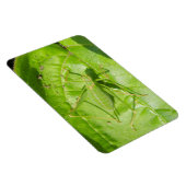 Green Cricket Camouflage Premium Magnet Magneet (Rechterzijde)