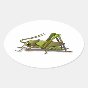 Green Cricket Insect Ovale Sticker