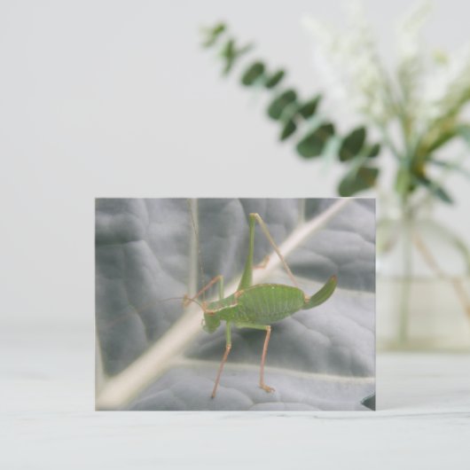 Green Cricket Macro Briefkaart (Staand voorkant)