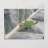 Green Cricket Macro Briefkaart (Voorkant)