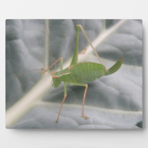 Green Cricket Macro Plaque Fotoplaat