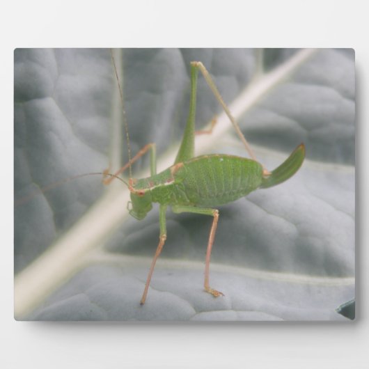 Green Cricket Macro Plaque Fotoplaat (Voorkant)