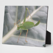 Green Cricket Macro Plaque Fotoplaat (Zijkant)