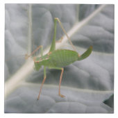 Green Cricket Macro Tile Tegeltje (Voorkant)