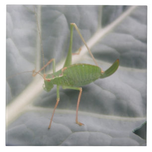 Green Cricket Macro Tile Tegeltje