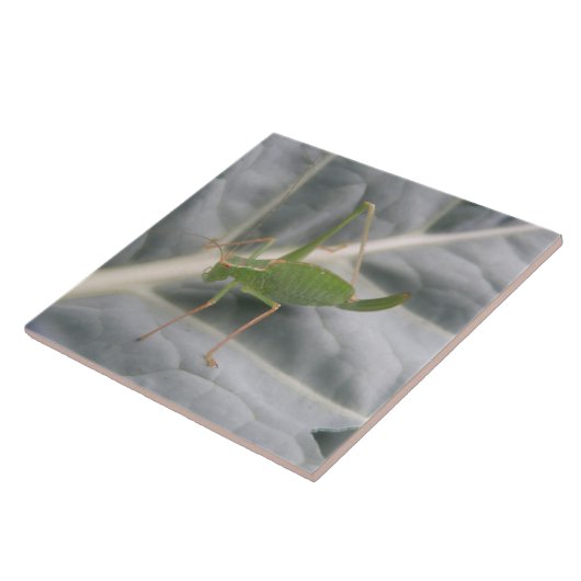 Green Cricket Macro Tile Tegeltje (Zijkant)
