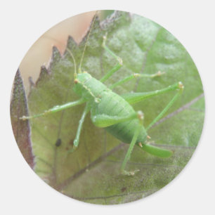Green Cricket on a Leaf Stickers