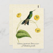 Green Crowned Brilliant Hummingbird  Art Briefkaart (Voorkant / Achterkant)