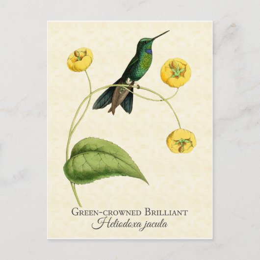 Green Crowned Brilliant Hummingbird  Art Briefkaart (Voorkant)
