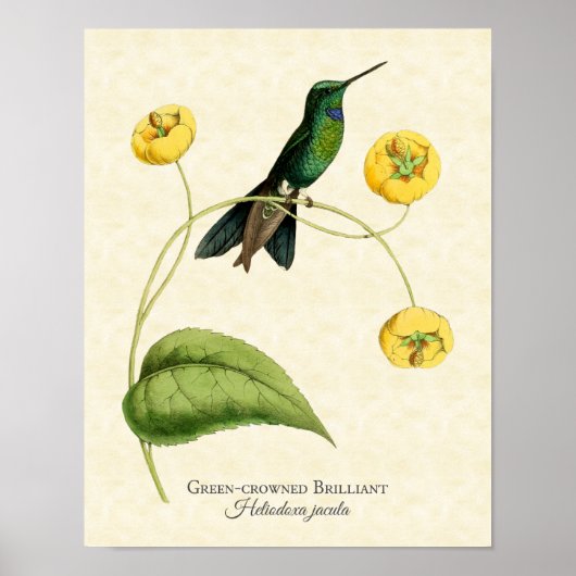 Green Crowned Brilliant Hummingbird Art Print (Voorkant)
