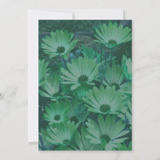 Green Daisies Floral Kaart (Achterkant)