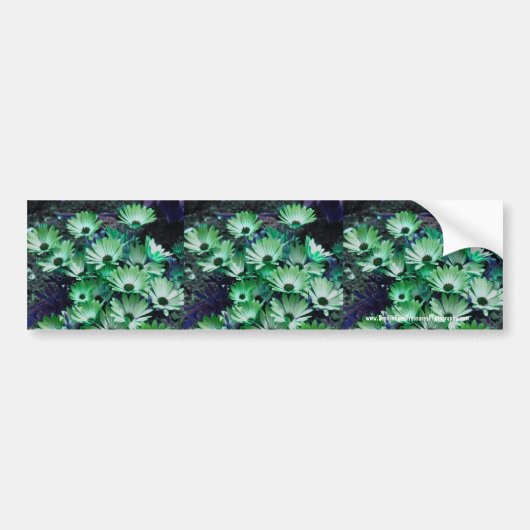 Green Daisies Flower Bumpersticker Art (Voorkant)