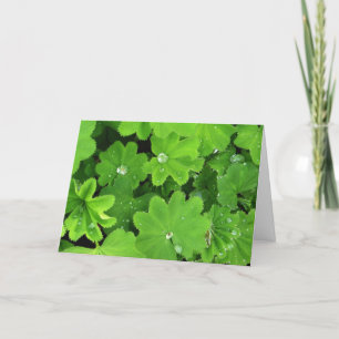Green Dewdrops Kaart