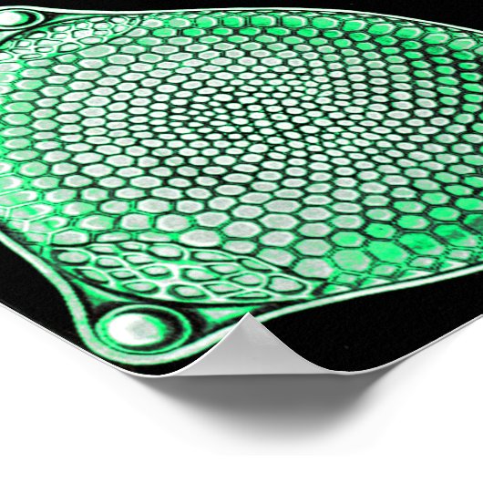 Green Diatomeae, Diatom Poster (Hoek)