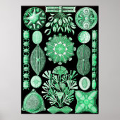 Green Diatomeae, Diatom Poster (Voorkant)