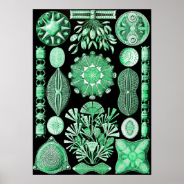 Green Diatomeae, Diatom Poster