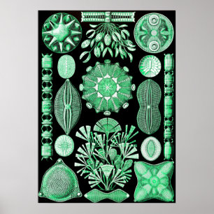 Green Diatomeae, Diatom Poster