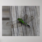 Green Dragon Poster (Voorkant)