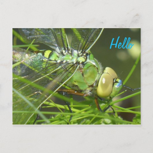 Green Dragonfly HALLO Briefkaart (Voorkant)