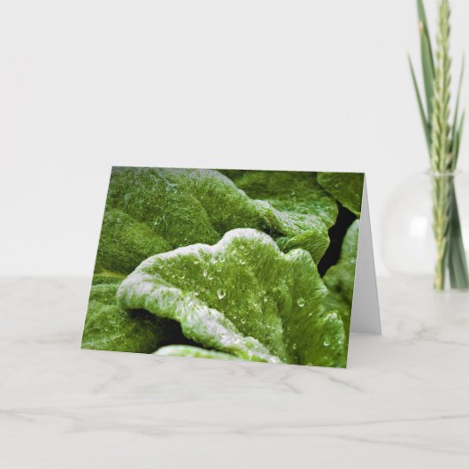 Green Earth, kaart (Voorkant)