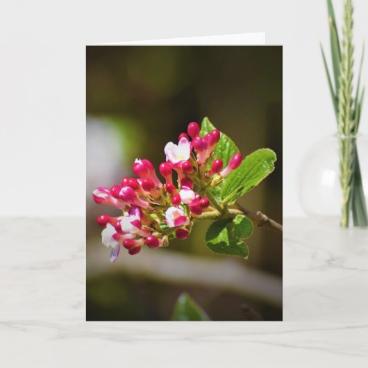 Green Earth, kaart (Voorkant)