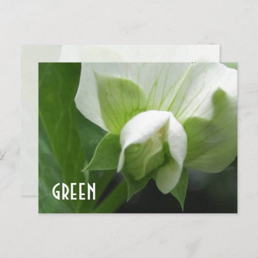 GREEN erwten Pea Blossom aangepast sjabloon briefk Briefkaart (Voorkant / Achterkant)