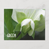 GREEN erwten Pea Blossom aangepast sjabloon briefk Briefkaart (Voorkant)
