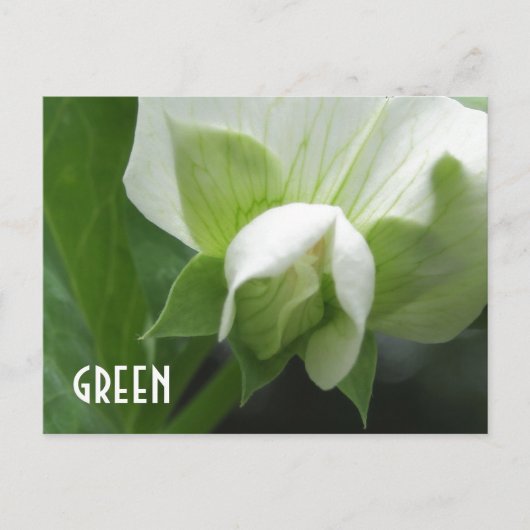 GREEN erwten Pea Blossom aangepast sjabloon briefk Briefkaart (Voorkant)