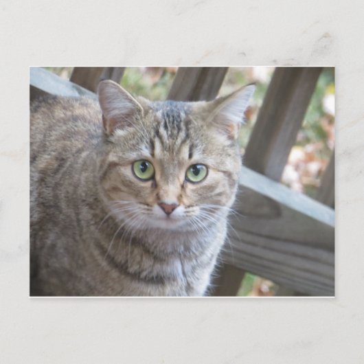 Green Eyed Cat Briefkaart (Voorkant)