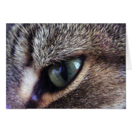 Green-Eyed Grey Tabby Cat Eye Close-up