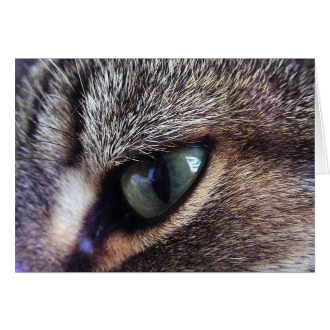Green-Eyed Grey Tabby Cat Eye Close-up (Voorkant Horizontaal)
