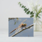 Green Eyed Hawker Dragonfly Close Up DIY Briefkaar Briefkaart (Staand voorkant)