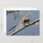 Green Eyed Hawker Dragonfly Close Up DIY Briefkaar Briefkaart (Voorkant / Achterkant)