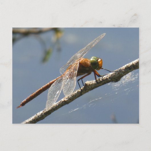 Green Eyed Hawker Dragonfly Close Up DIY Briefkaar Briefkaart (Voorkant)