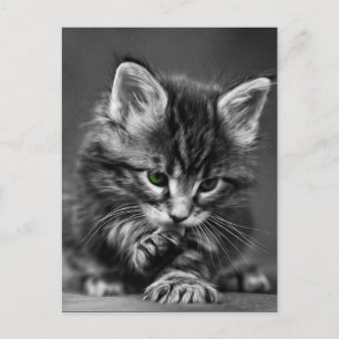 Green Eyed Kitten Briefkaart