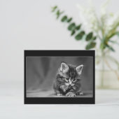 Green Eyed Kitten Briefkaart (Staand voorkant)