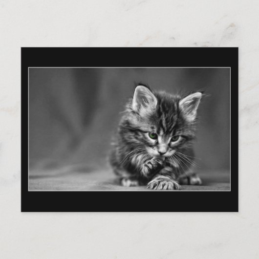 Green Eyed Kitten Briefkaart (Voorkant)