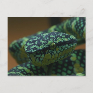 Green-Eyed Snake Briefkaart