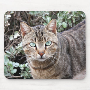 Green eyed Tabby Cat mousepad Muismat
