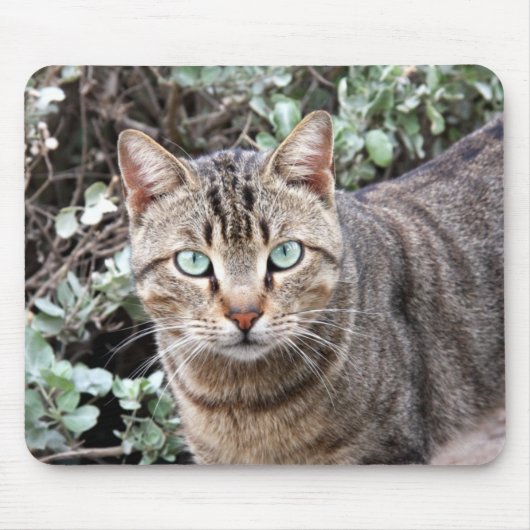 Green eyed Tabby Cat mousepad Muismat (Voorkant)