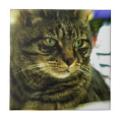 Green Eyed Tabby Face Tegeltje (Voorkant)