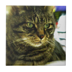 Green Eyed Tabby Face Tegeltje