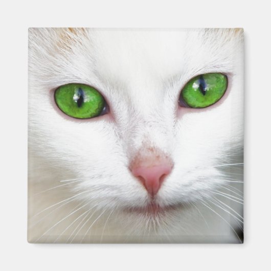 Green Eyed White Cat Magnet (Voorkant)