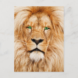 Green Eyes Lions gezicht Briefkaart