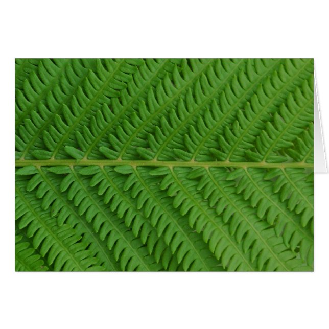 Green Fern (Voorkant Horizontaal)