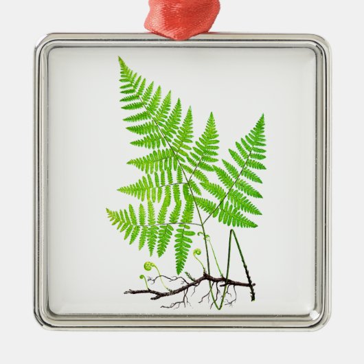 Green Fern Botanical Art Illustratie Metalen Ornament (Voorkant)