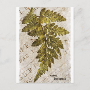 Green Fern Botanical Ferns Tropische Sjabloon Briefkaart