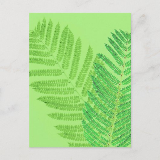 Green Fern Briefkaart (Voorkant)