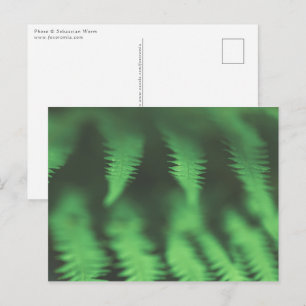 Green Fern Floral Natuur Foto Briefkaart