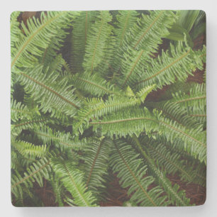 Green Fern Texture, Stone Onderzetter